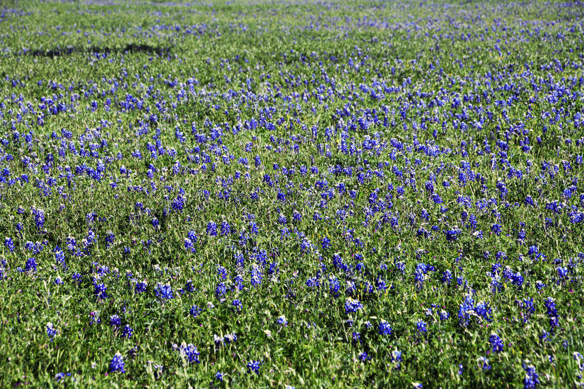 195 Field of bluebonnets at Wildseed Farm.JPG